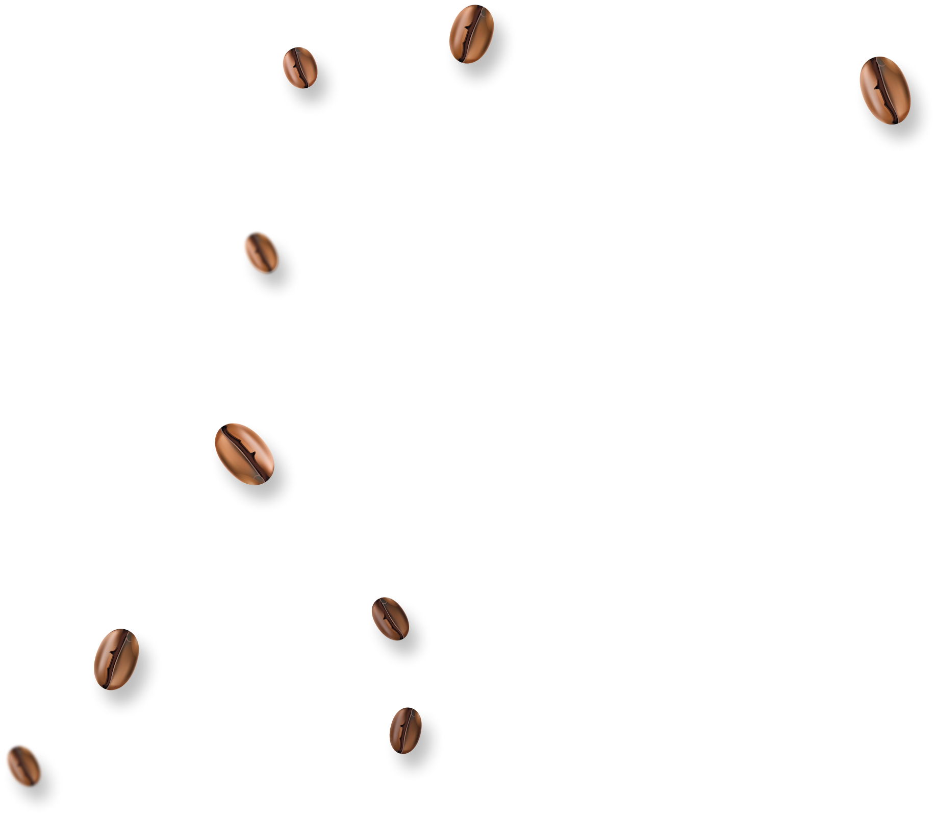 coffee seed